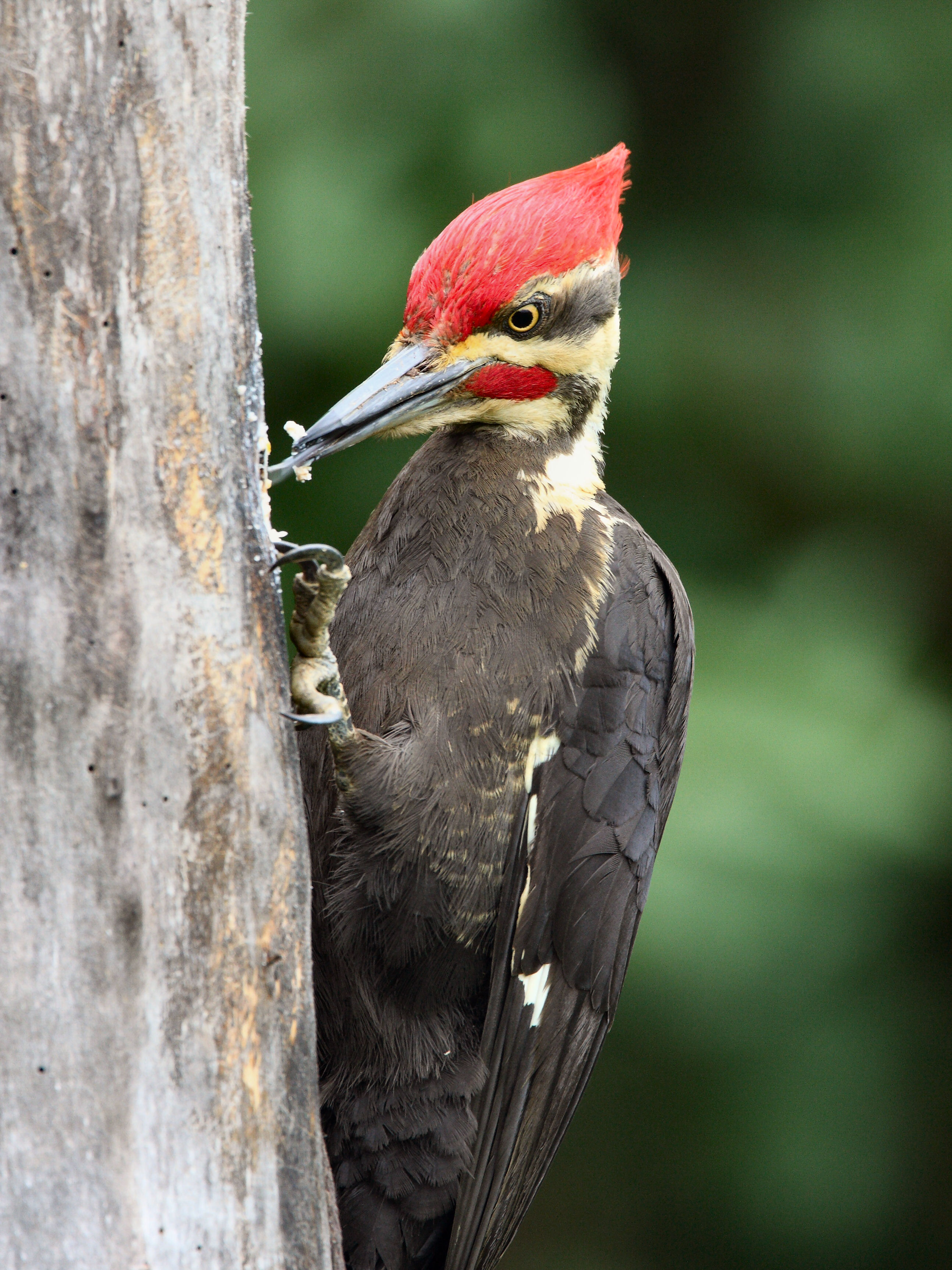 Pileated woodpecker