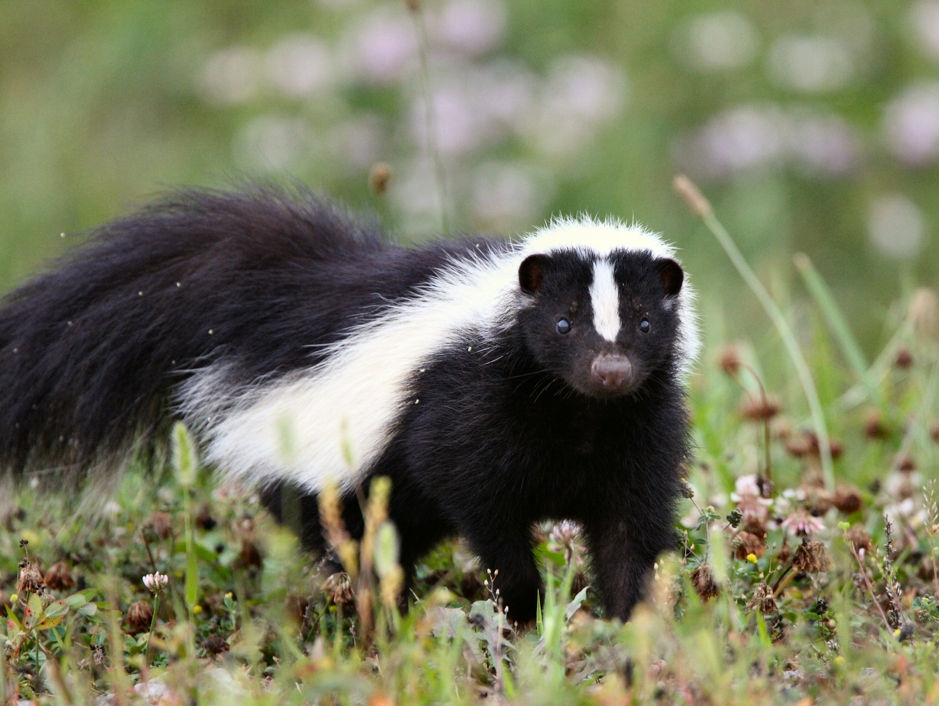 Striped skunk in yard