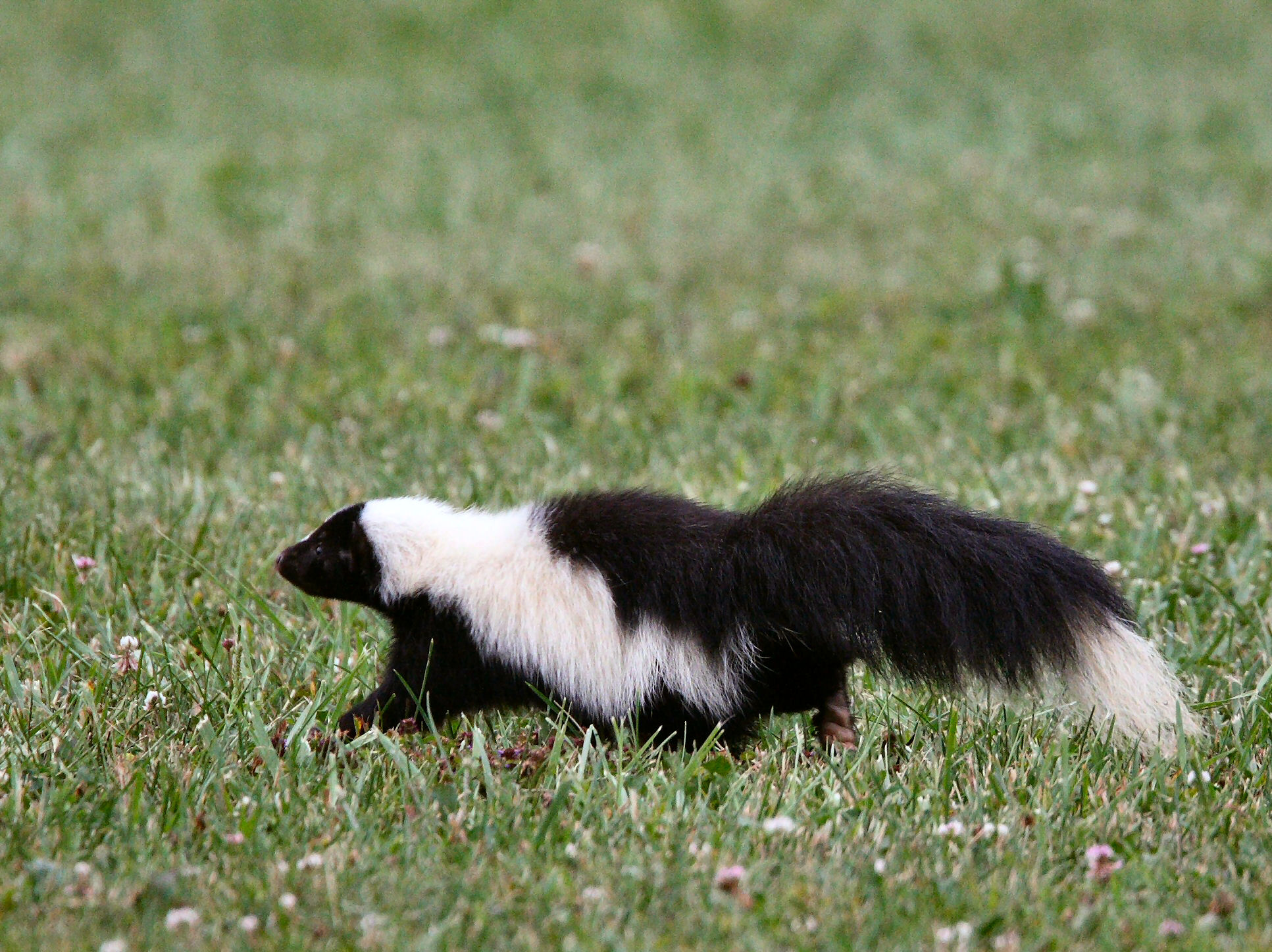 Striped skunk