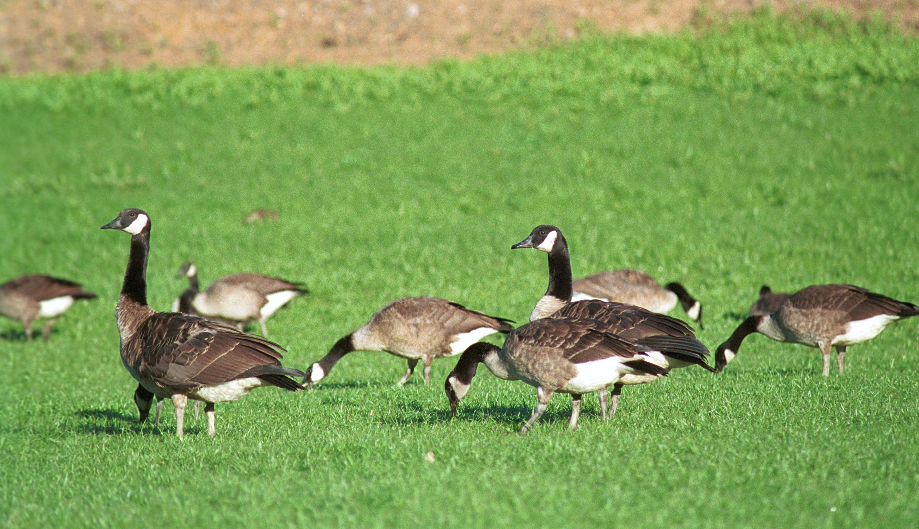 Canada geese feeding