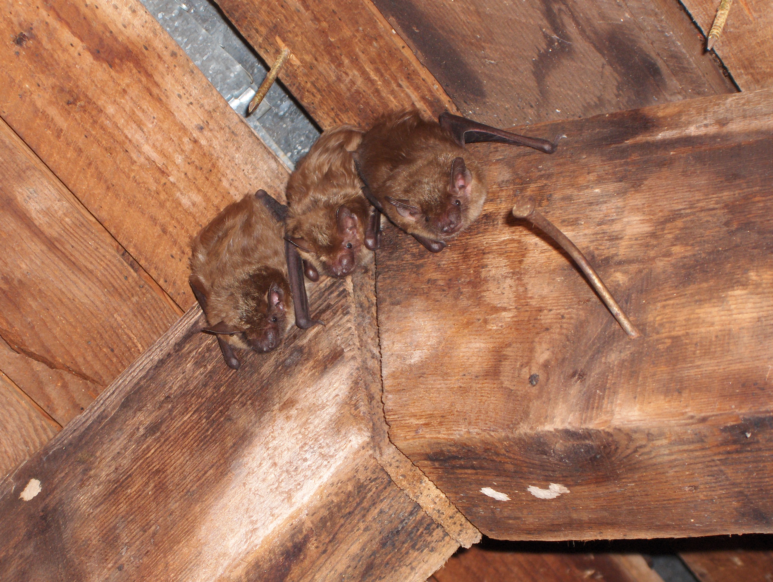 Big brown bats in attic