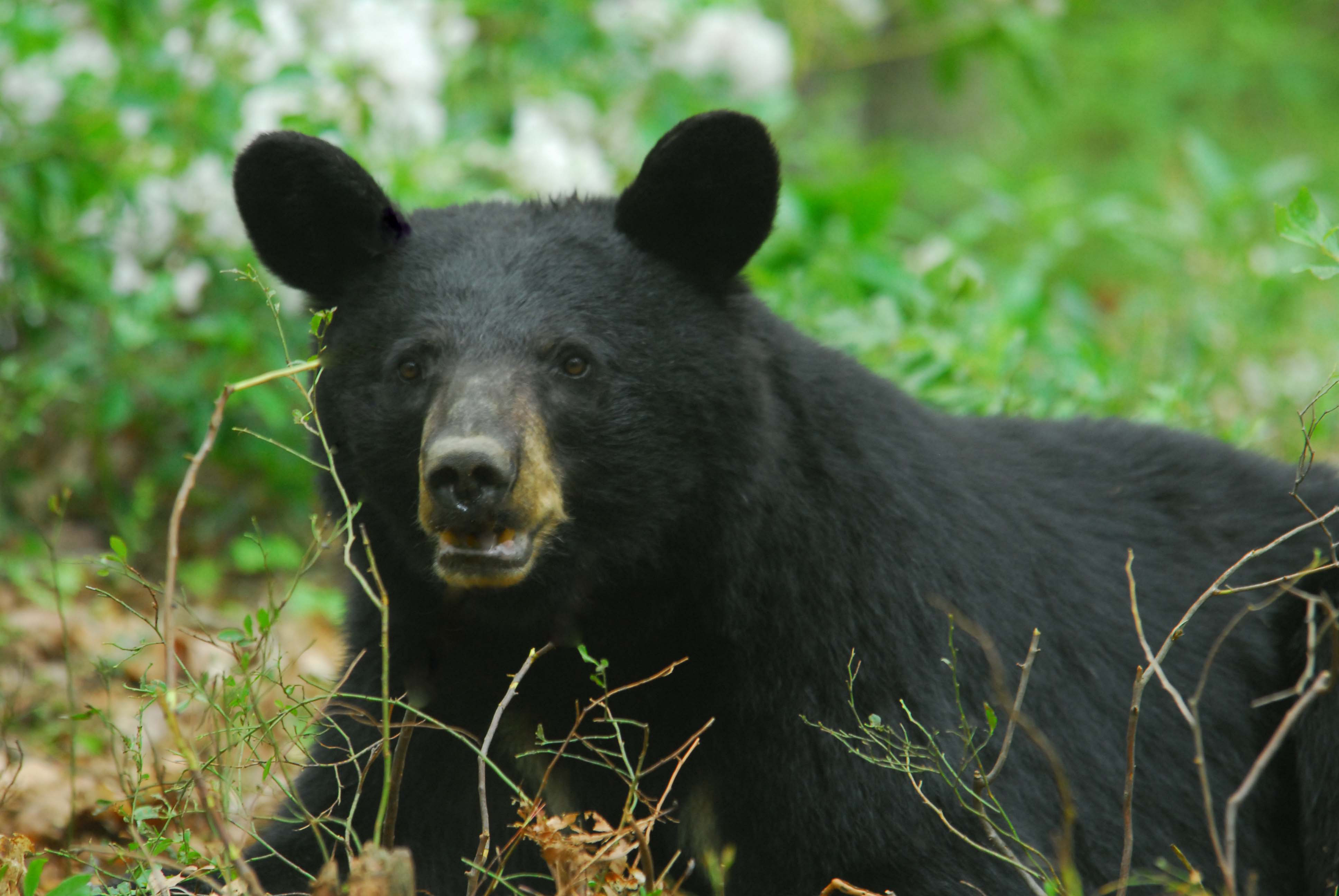 How to deal with problem Black bear in Maine 