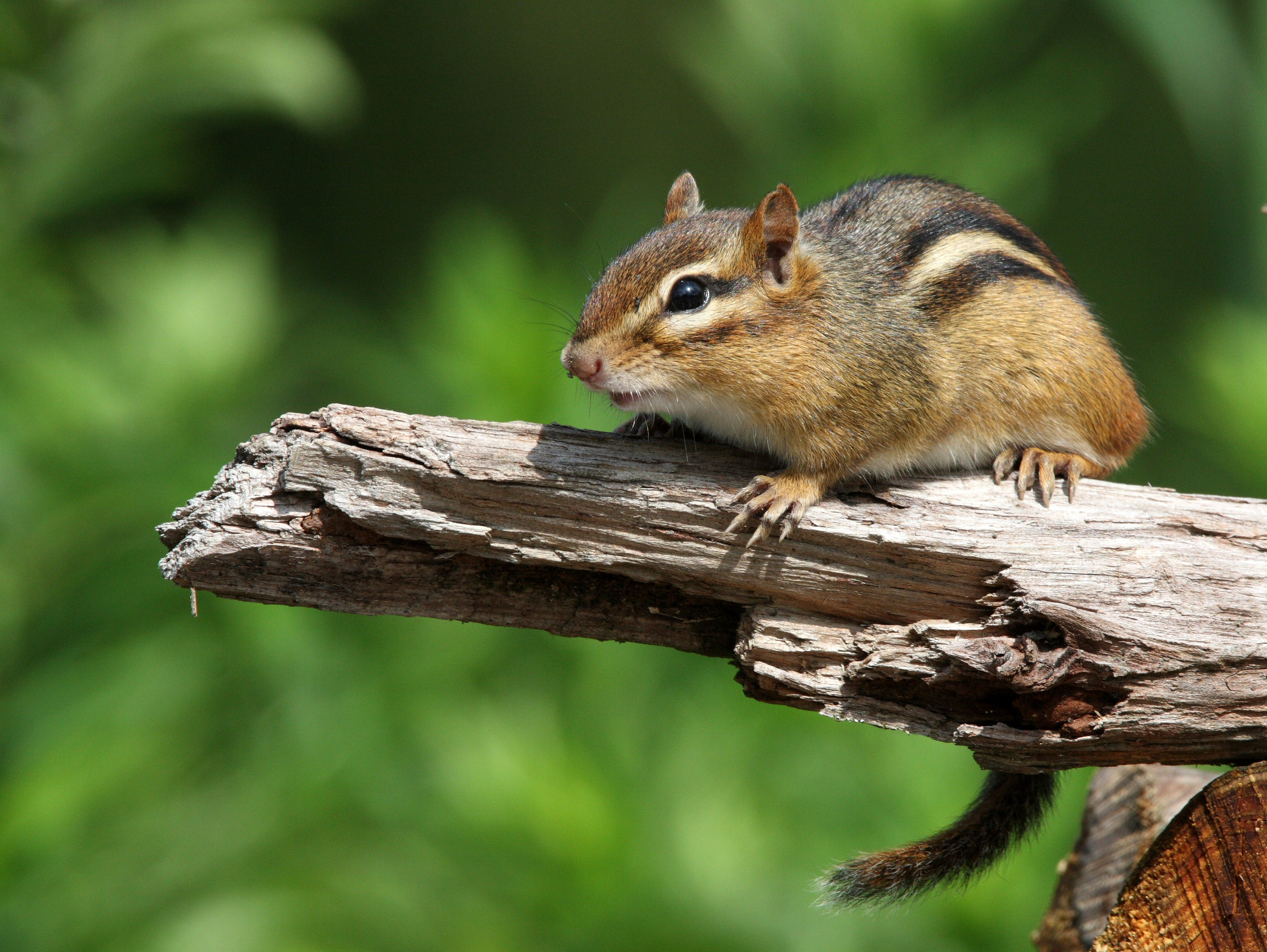 Chipmunk Trapping, Control of Nuisance Chipmunks