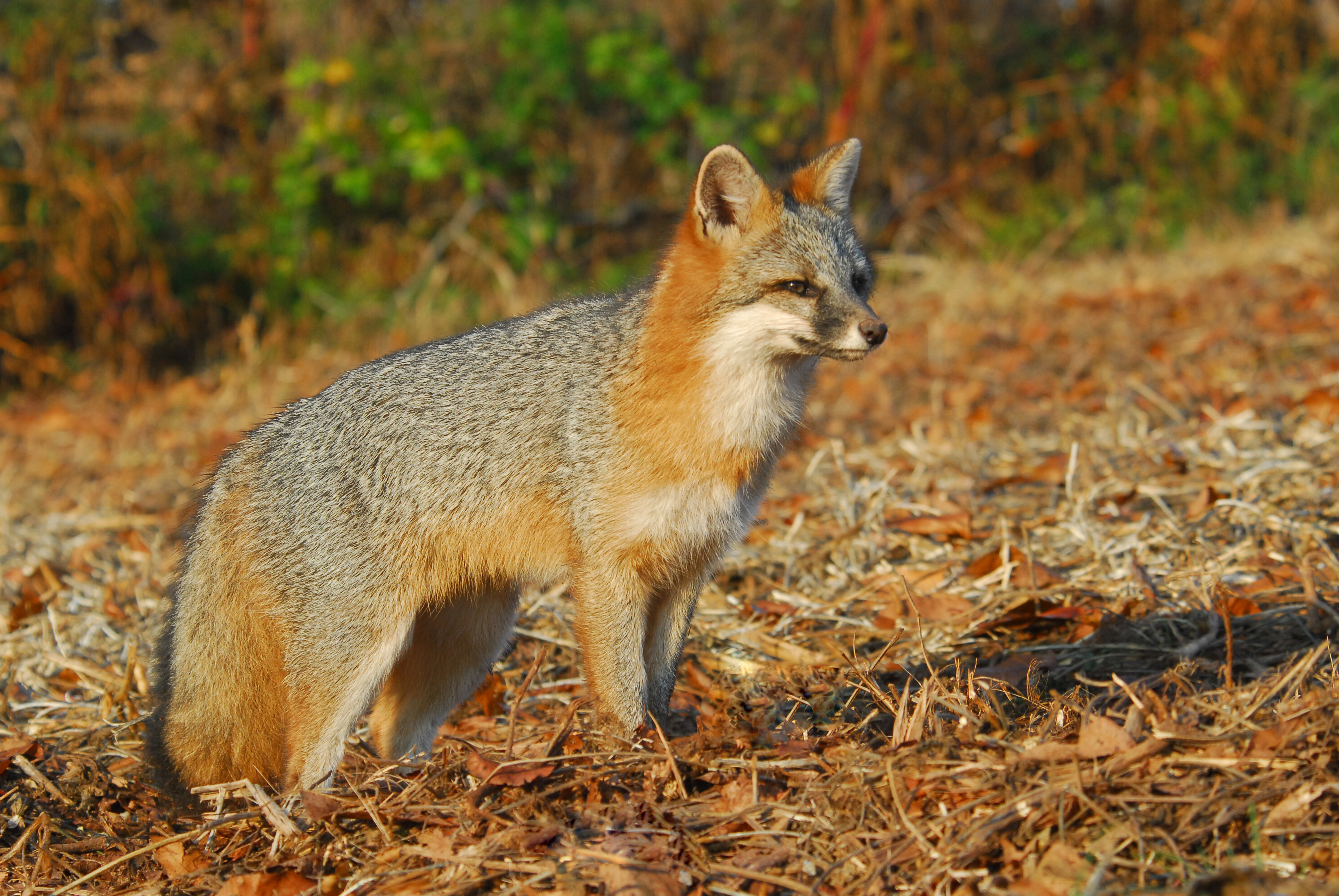 Foxes in West Virginia