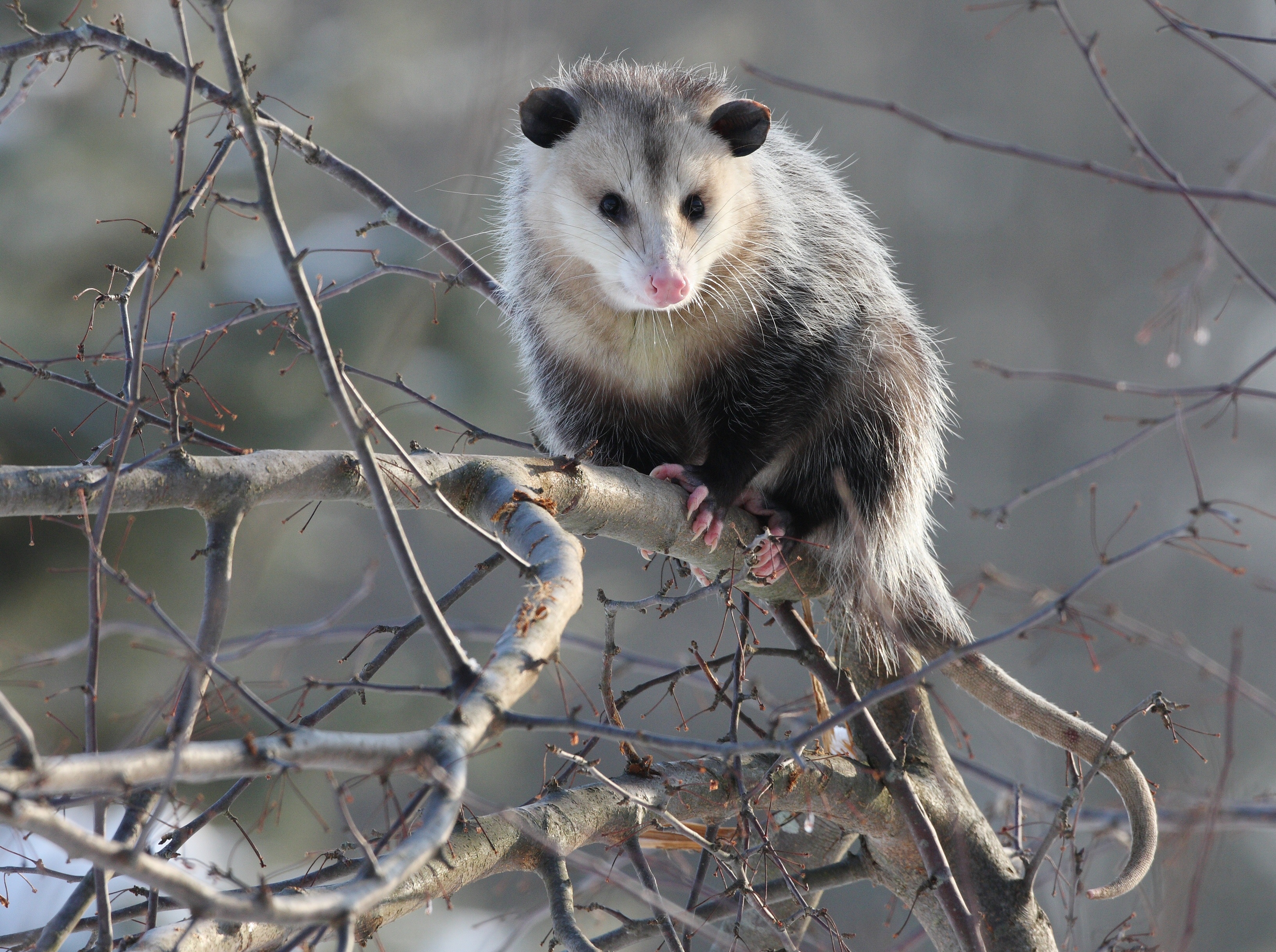 How To Deal With Problem Opossum In Virginia WildlifeHelporg