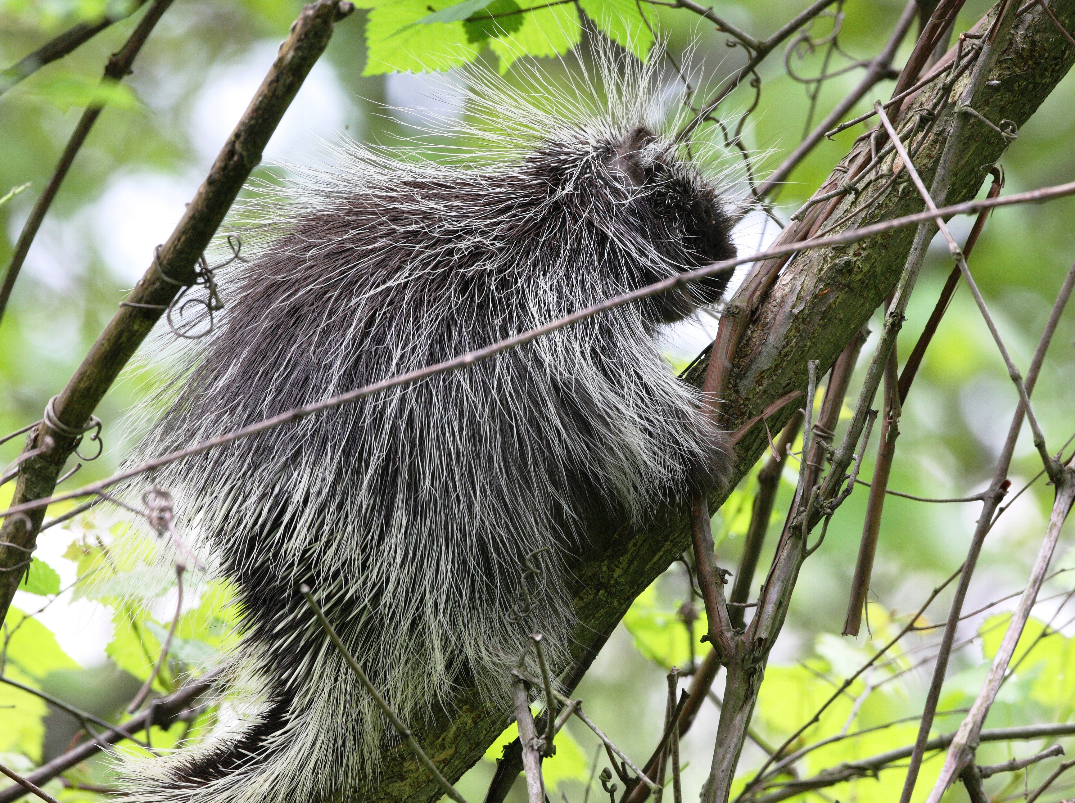 Porcupine in a tree