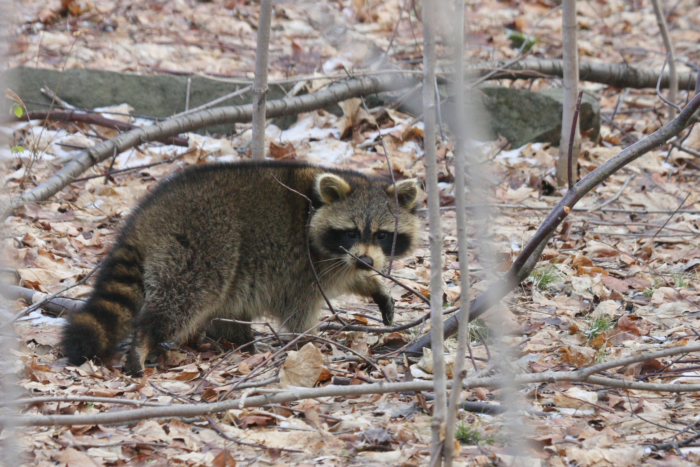 How to trap and remove a raccoon in West Virginia, Raccoon