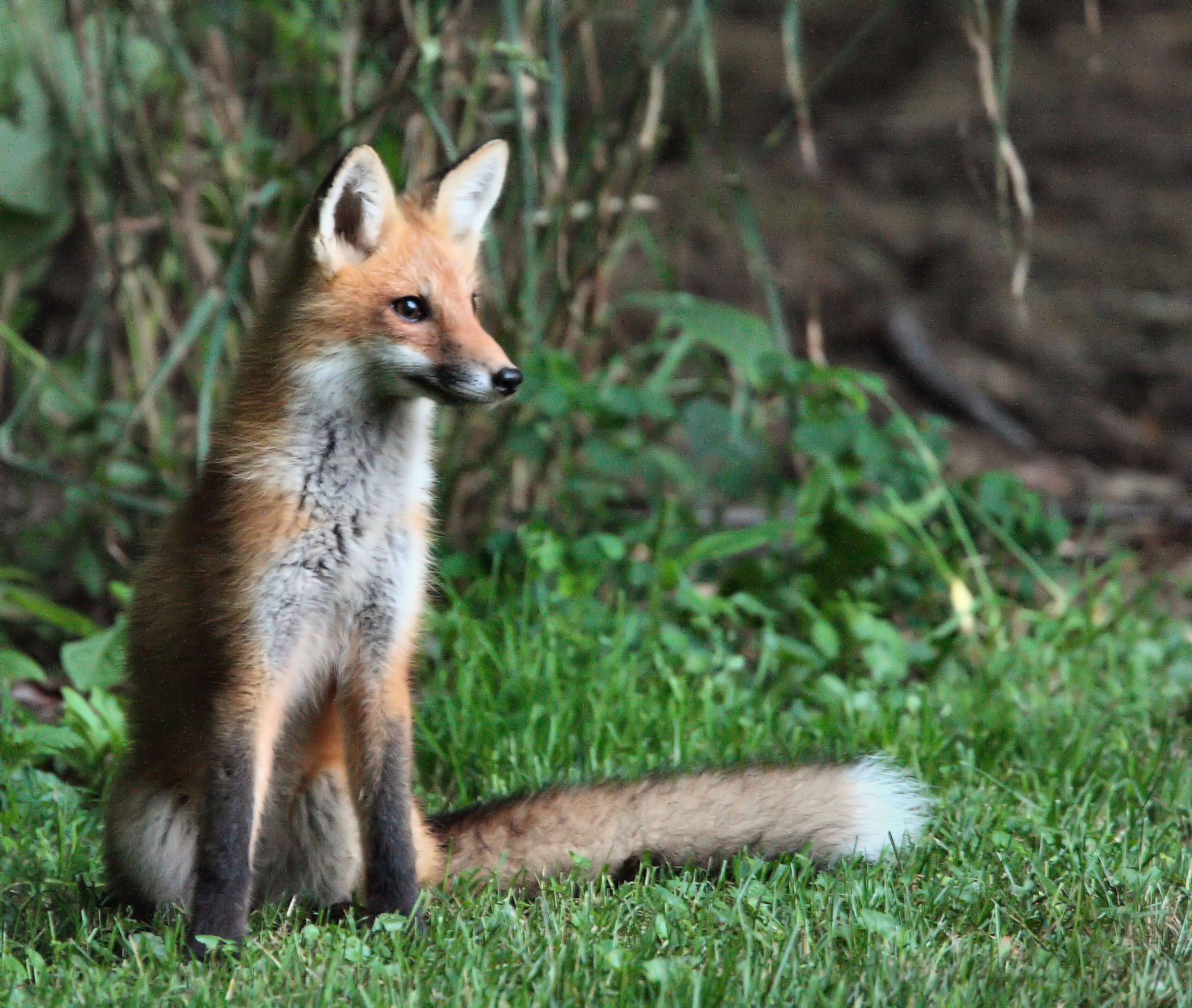 Grey Fox Pelt – VT Trappers