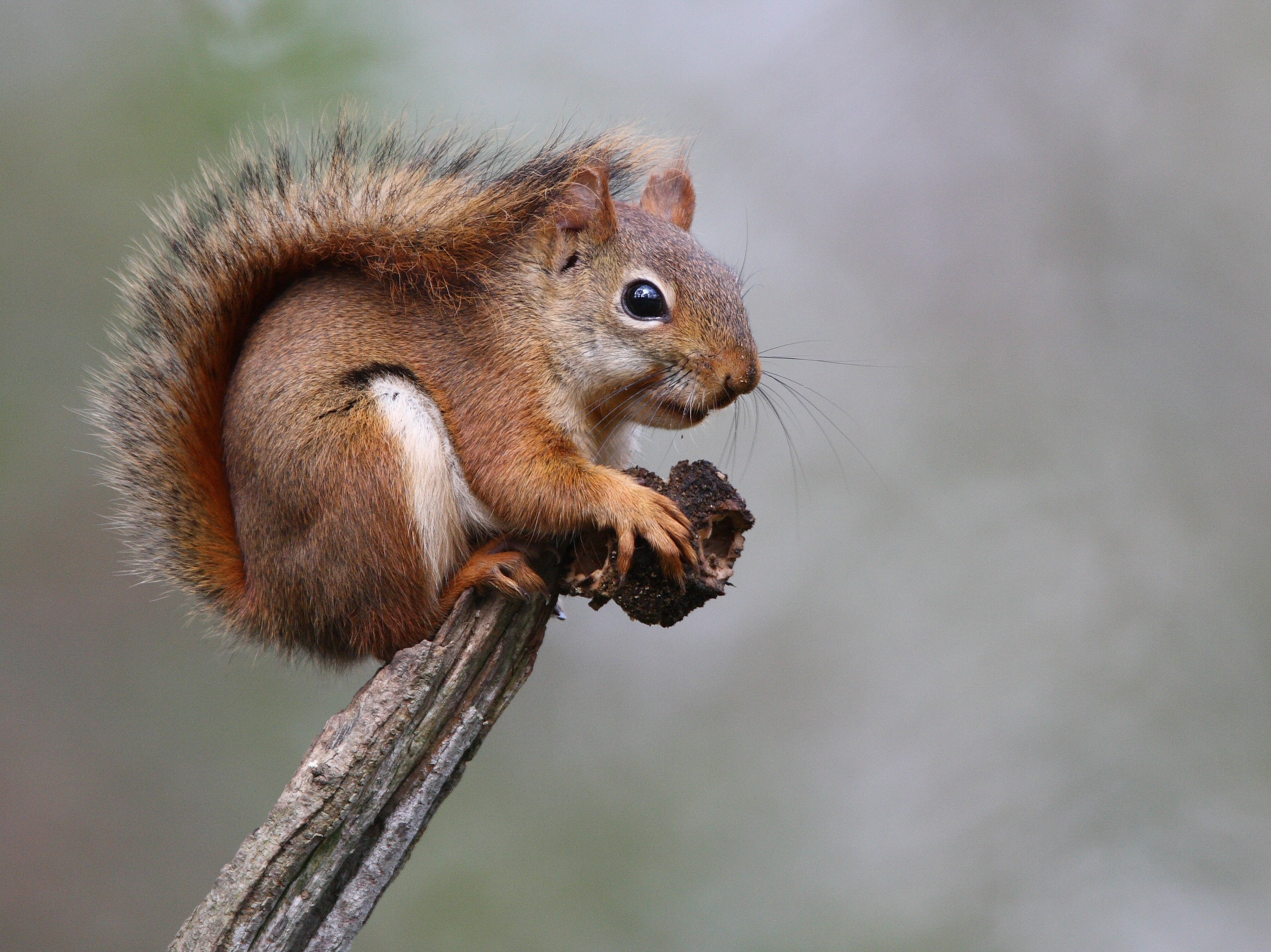 Massachusetts Flying Squirrel Removal–Squirrel Trapping and Exclusion-A  BatGuys Case Study