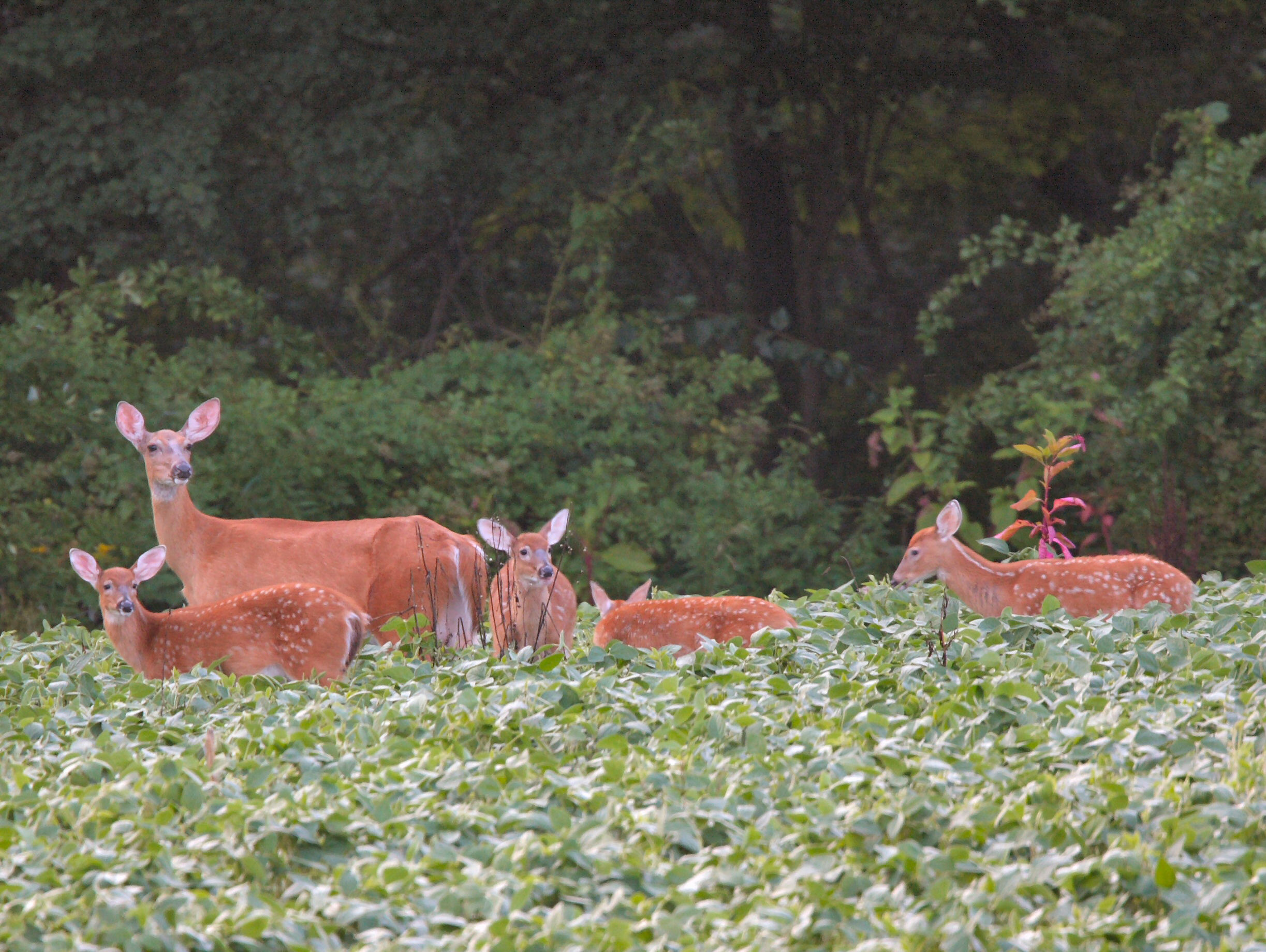 Whitetails in field