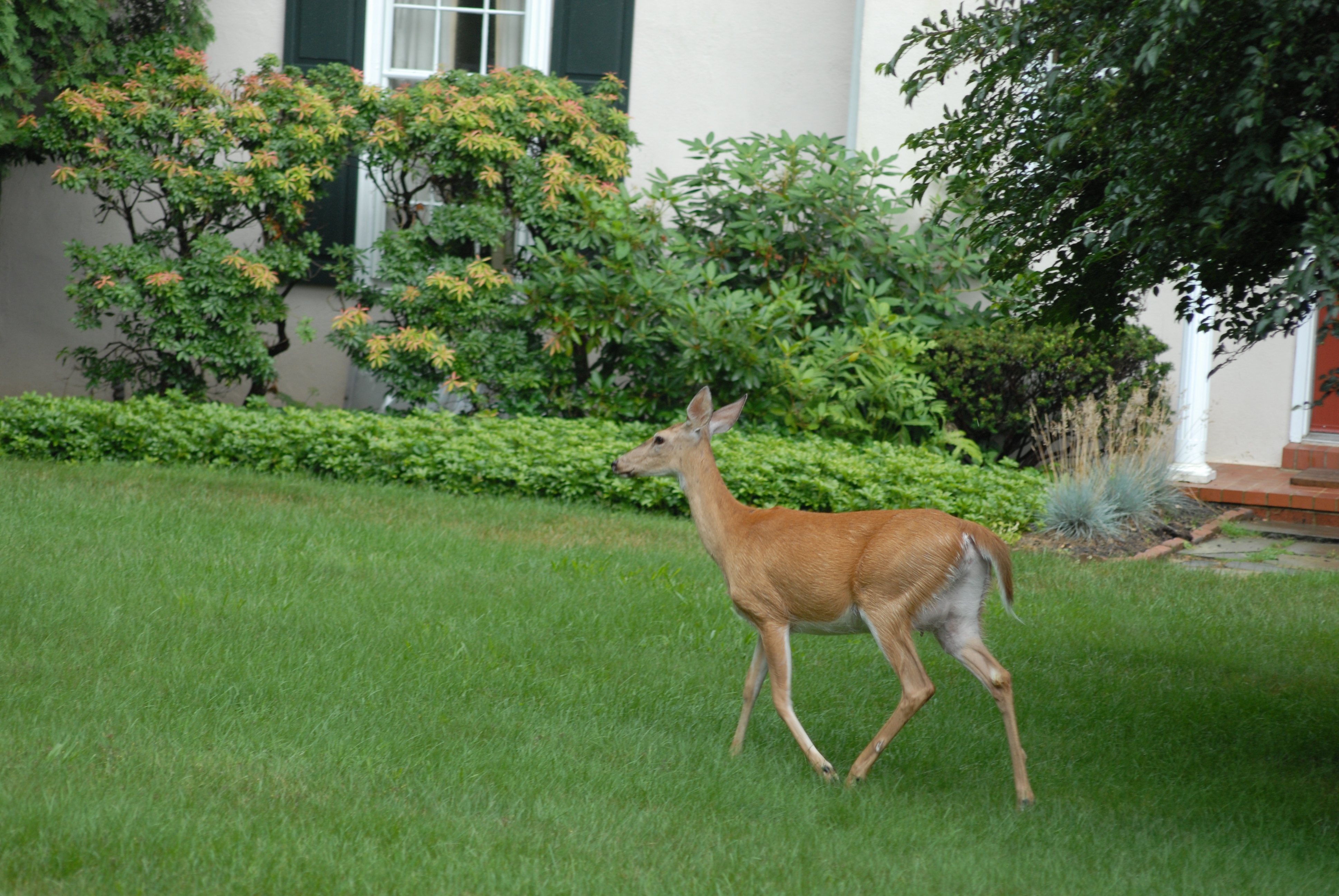 White-tailed deer in yard