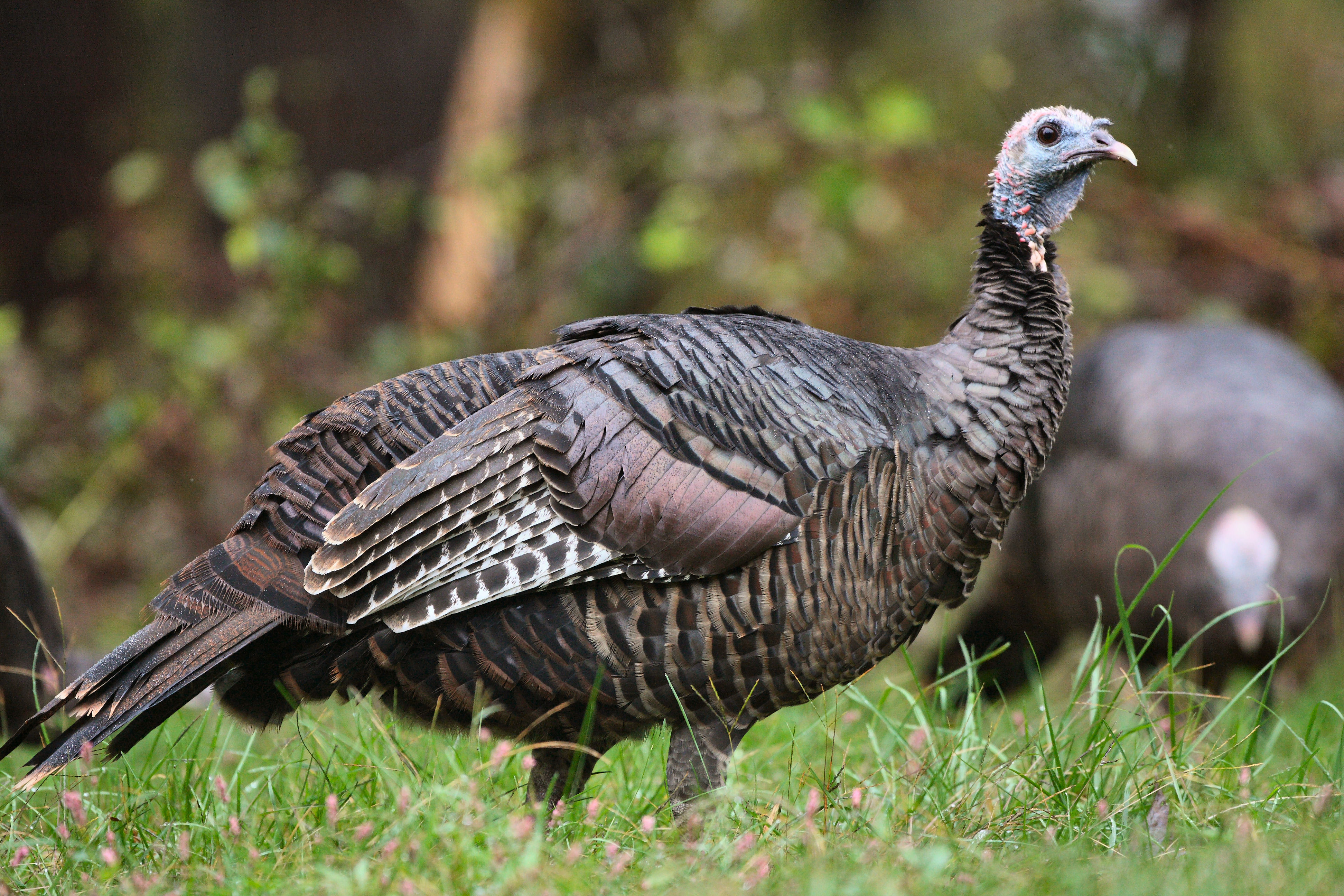 Is It Illegal to Feed Wild Turkeys,  