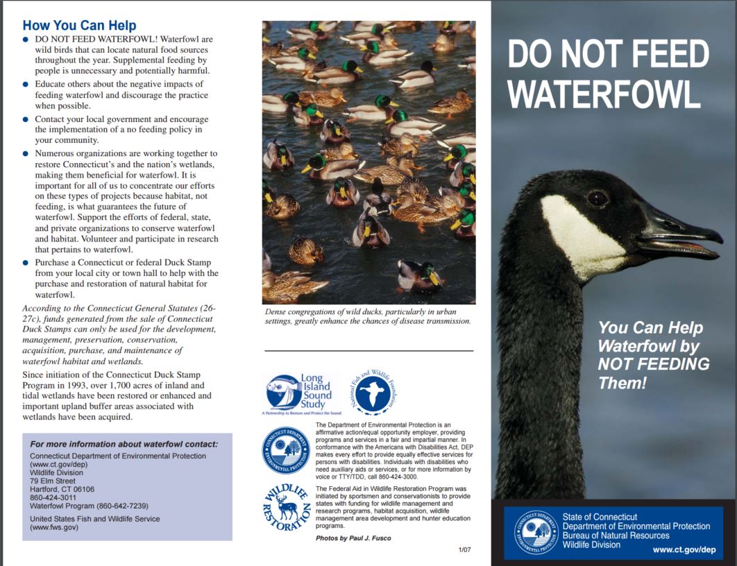 Photo of the Connecticut "Do Not Feed Waterfowl" brochure.