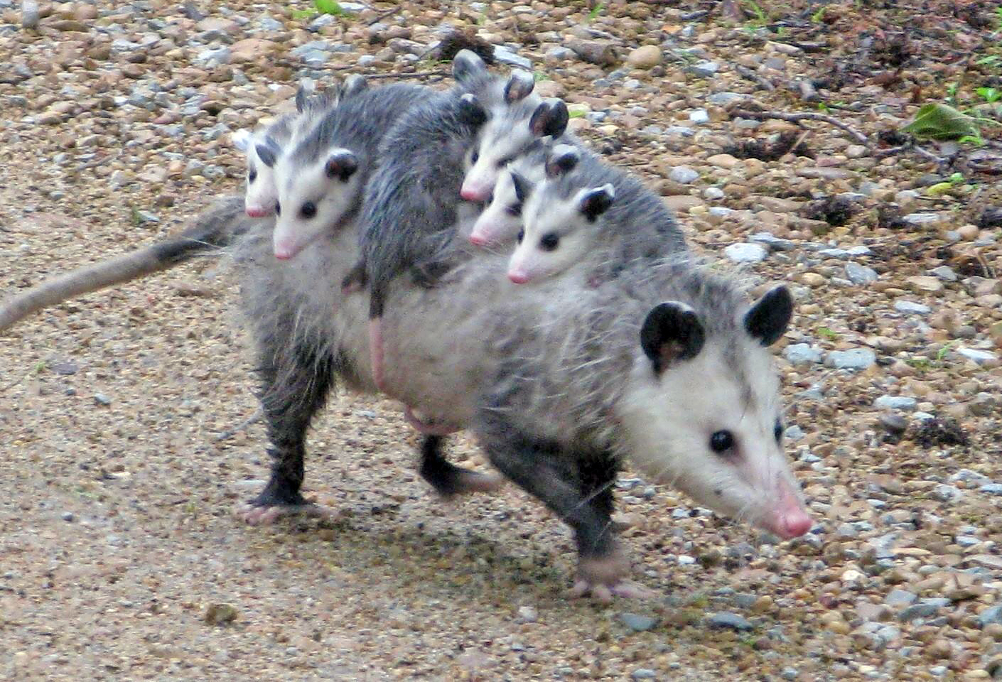 Is Trapping an Opossum Legal?