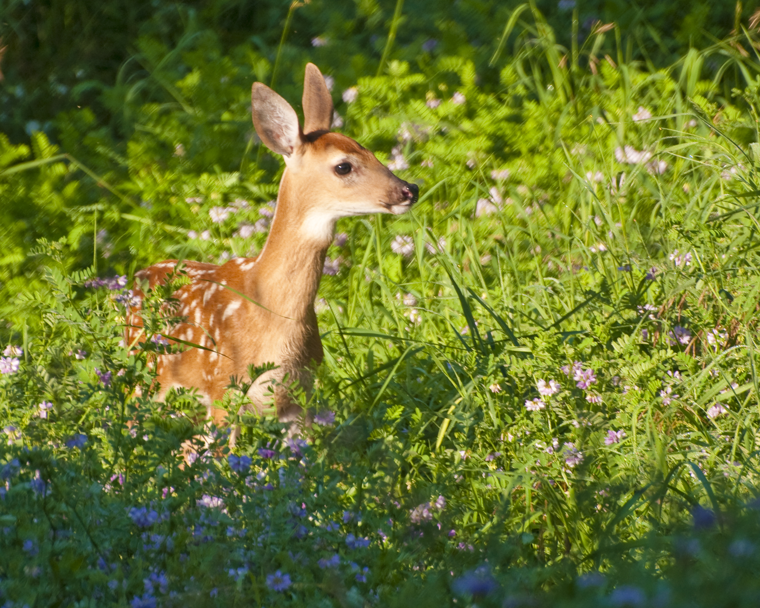 What should I do if I find an orphaned or abandoned young baby wild animal?  in Massachusetts | White-tailed deer 