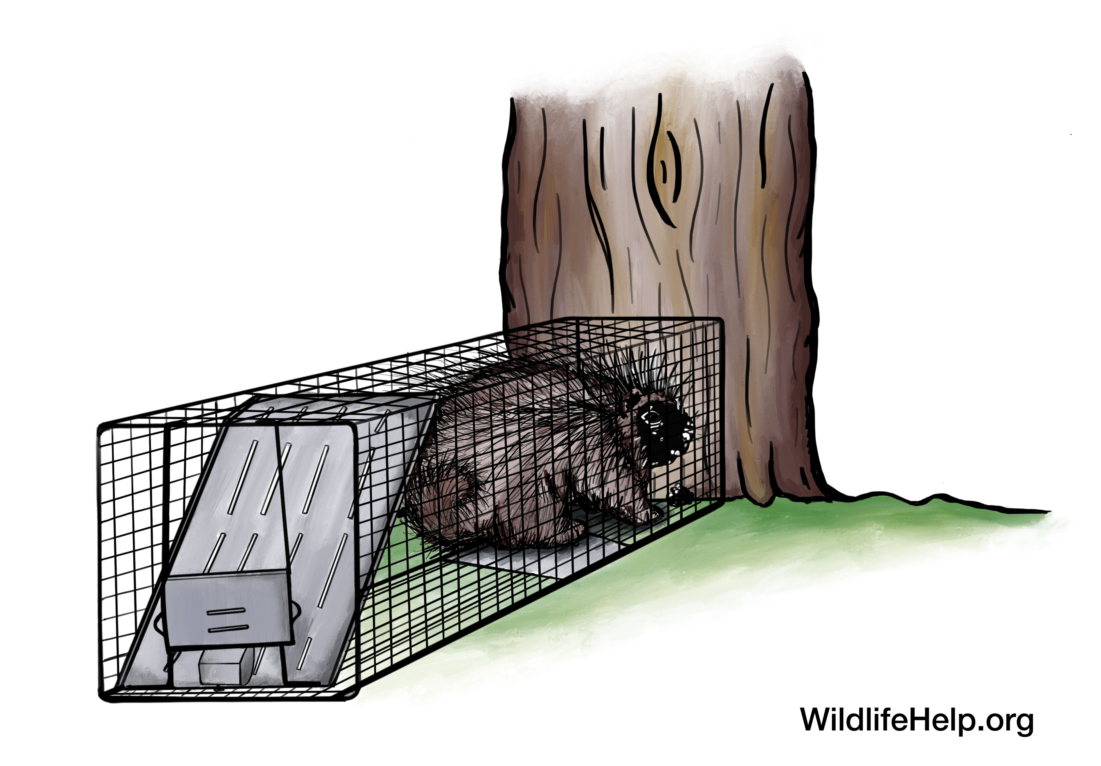 porcupine trap, porcupine traps, porcupine cage, porcupine cages