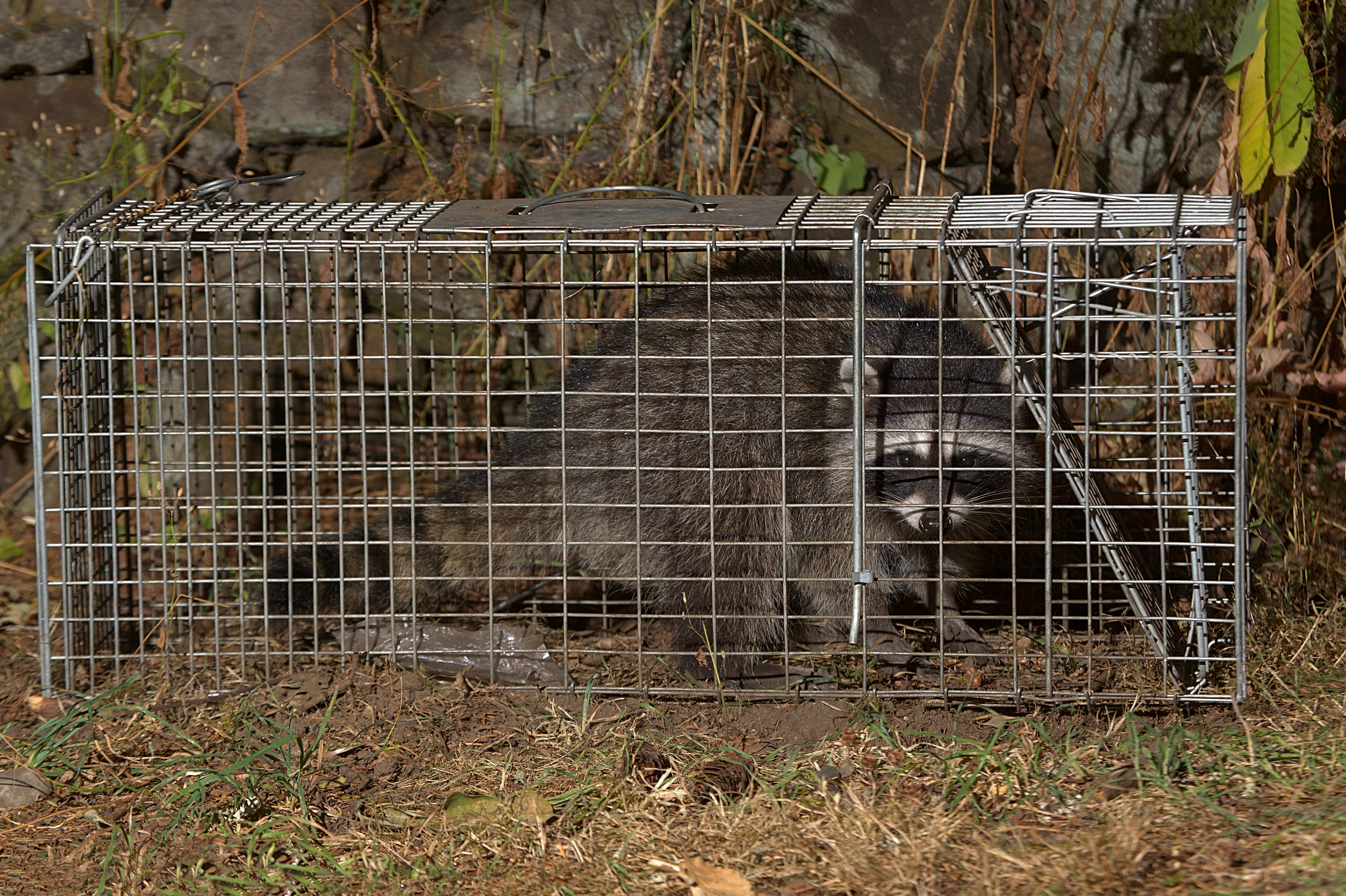 raccoon trap