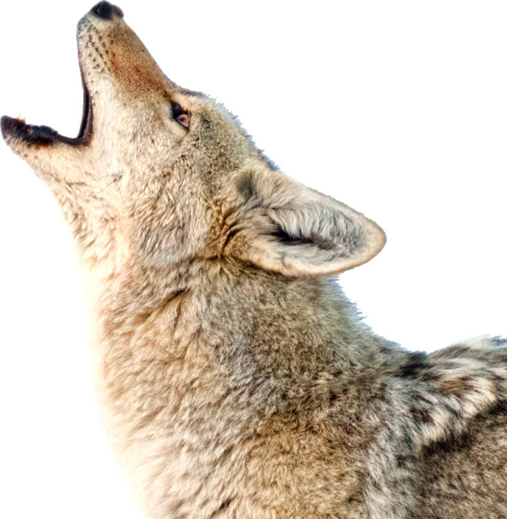 Should I be concerned if I hear coyotes howling, yipping or barking? in  District of Columbia | Coyote 