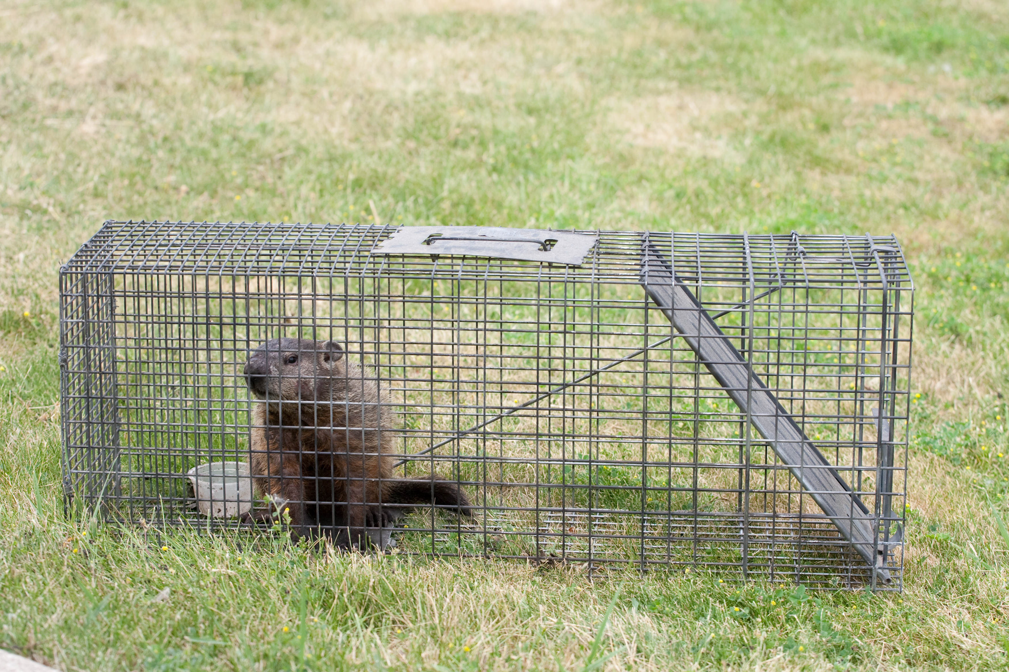 How to trap and remove problem woodchucks in New York, Woodchuck