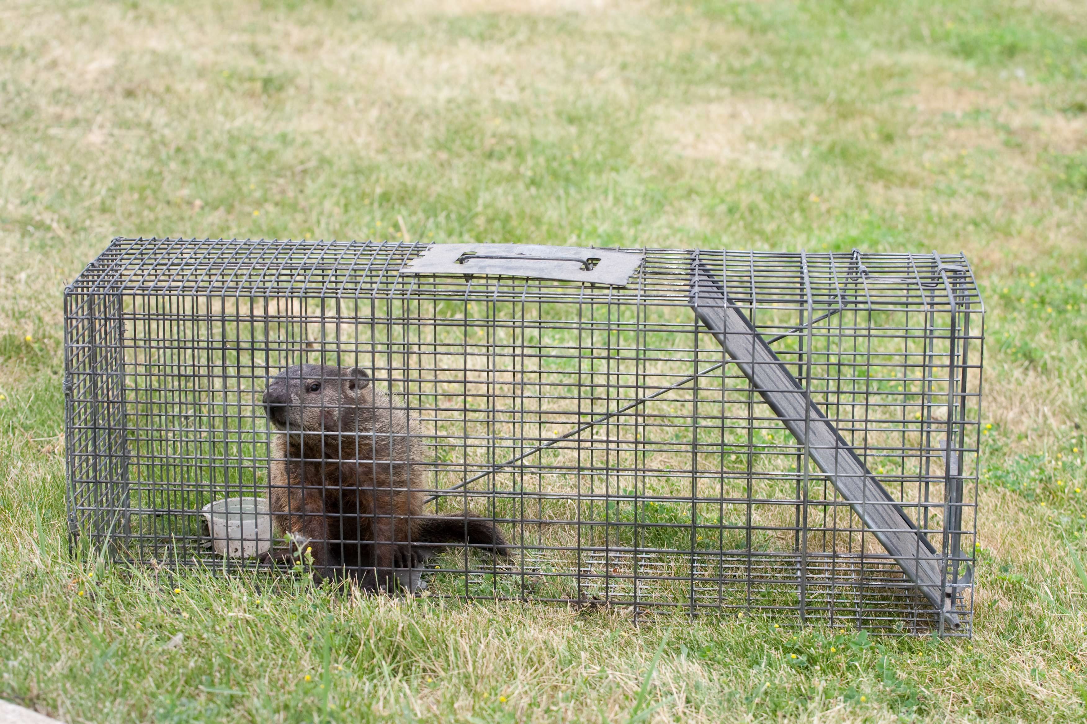 Place Around the Wilson HardWood Bait to Trap Rodents