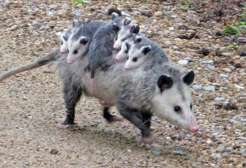 Should I be concerned about opossums on my property? in Maine | Opossum |  