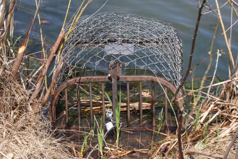 Can I trap and relocate problem beavers? in Massachusetts, Beaver