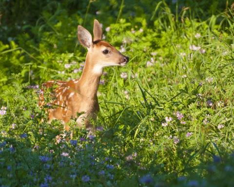 If you encounter young deer (fawns), leave the area immediately. Do not touch or interact with the fawn.
Jon Marshall, DJ Case & Associates Photo accompanying step 1