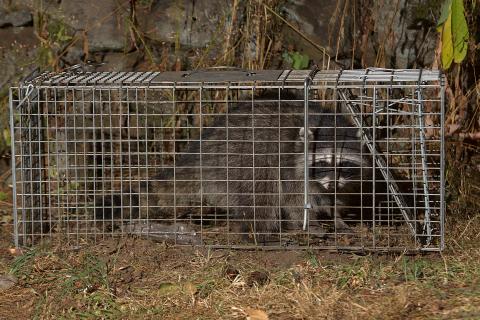 Box traps are one of the most effective methods for trapping raccoons in urban and suburban areas.
Keith Szafranski Photo accompanying step 1