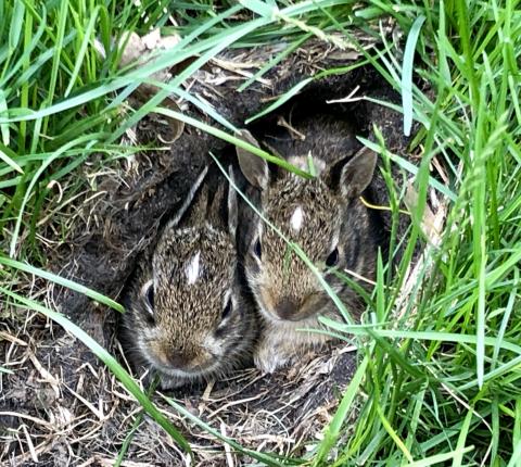 What should I do if I find an orphaned or abandoned baby rabbit (bunny