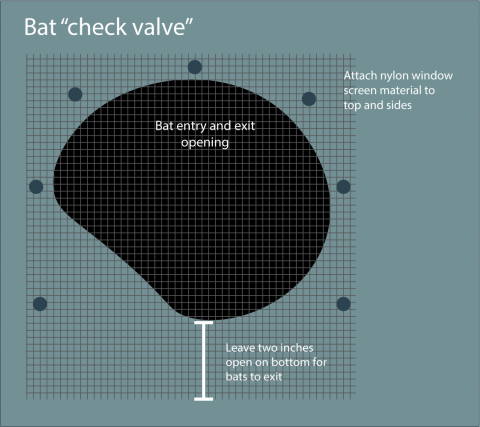 How to exclude and prevent bats from living in my house in