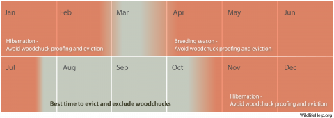 The best time to evict, exclude, or remove woodchucks is in late summer and early fall. Avoid time periods when woodchucks are hibernating or raising young.
DJ Case and Associates Photo accompanying step 2