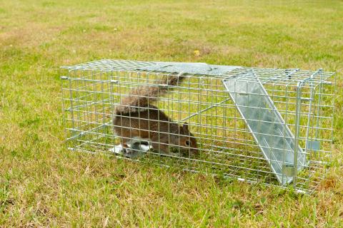 How to trap and remove squirrels in Massachusetts Tree squirrel WildlifeHelp
