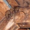 Big brown bats in attic