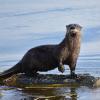 Northern river otter