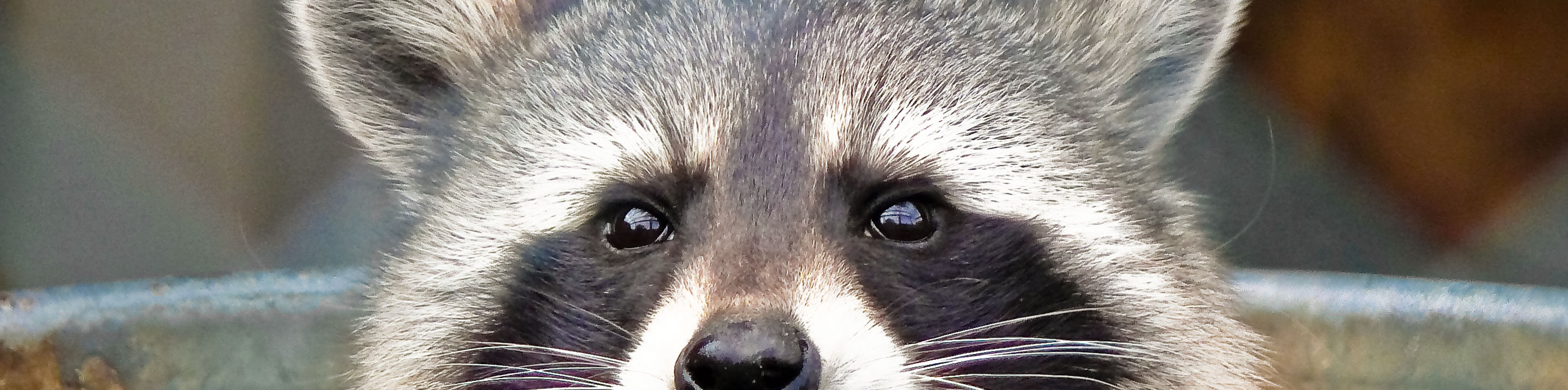 image of raccoon